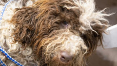 合肥不得开具增值税专用发票的七大类